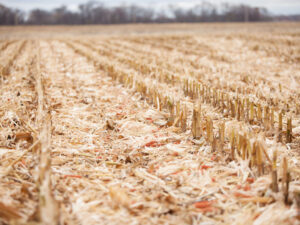 Кукурудзяне поле після жнив
